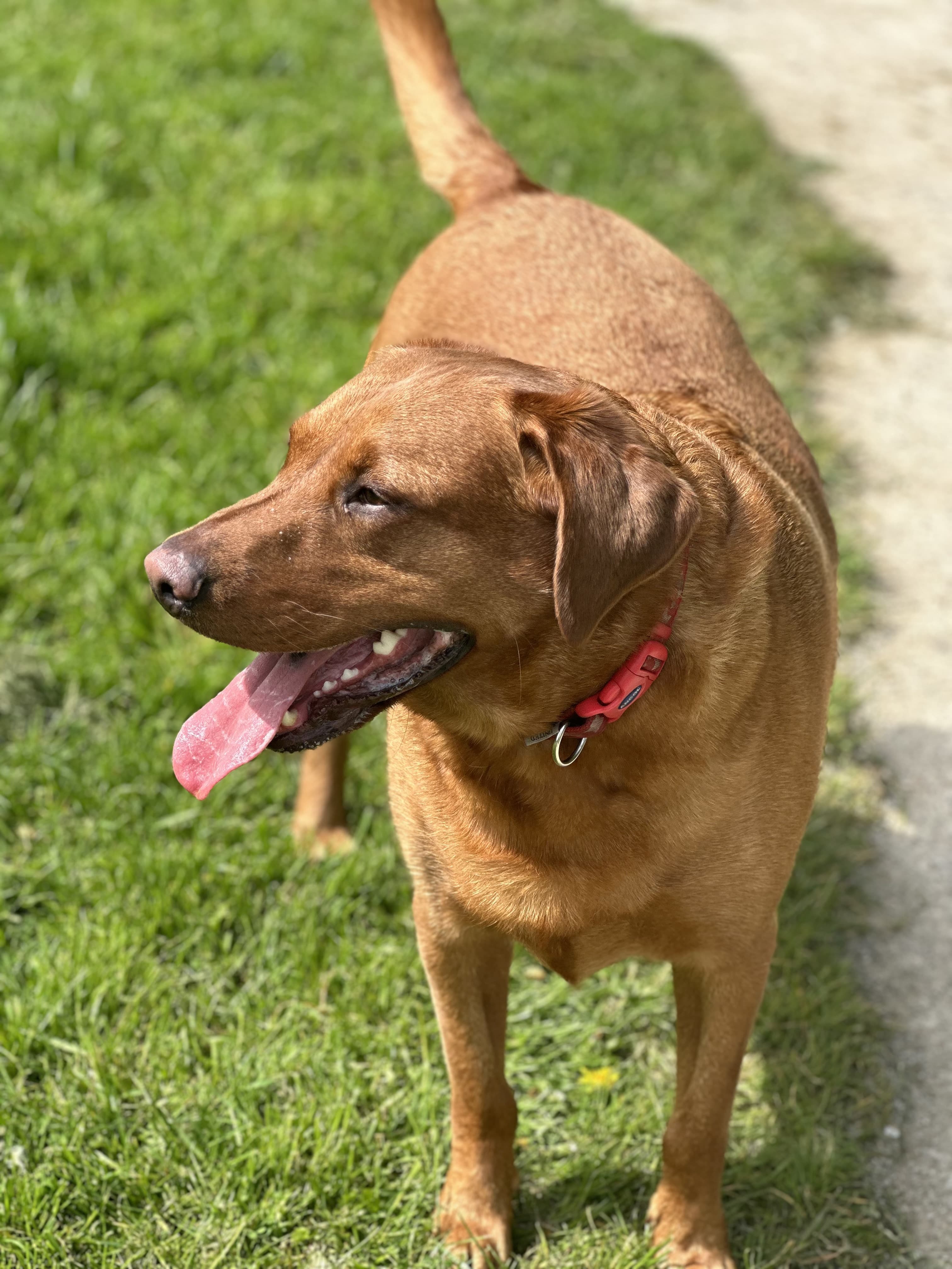 Charlie, a cute dog with a big smile, sitting in a field of grass