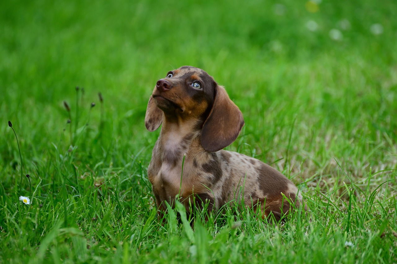 A cute dachshund looking curious