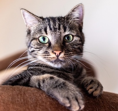 Cute animal